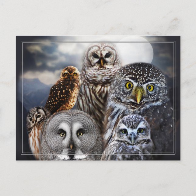 Owl Collage Postcard (Front)