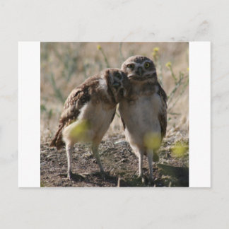 owl couple postcard