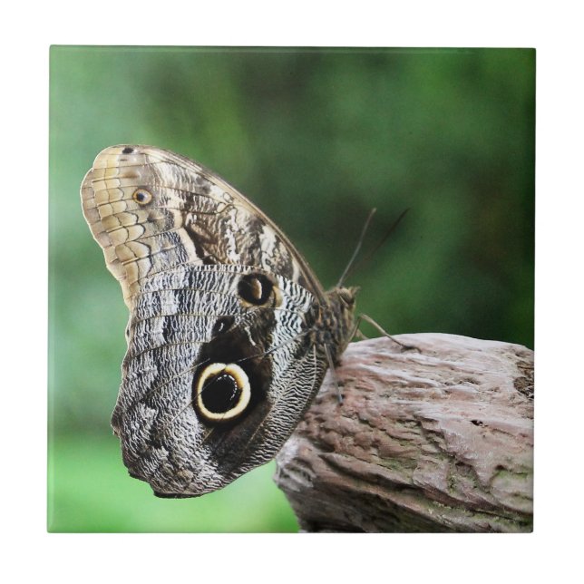 Owl Eye Butterfly Tile (Front)