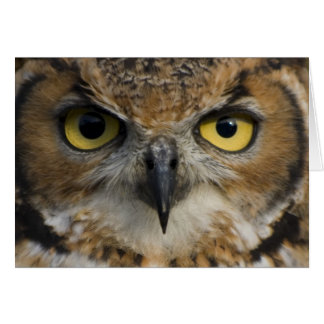 Owl Eyes