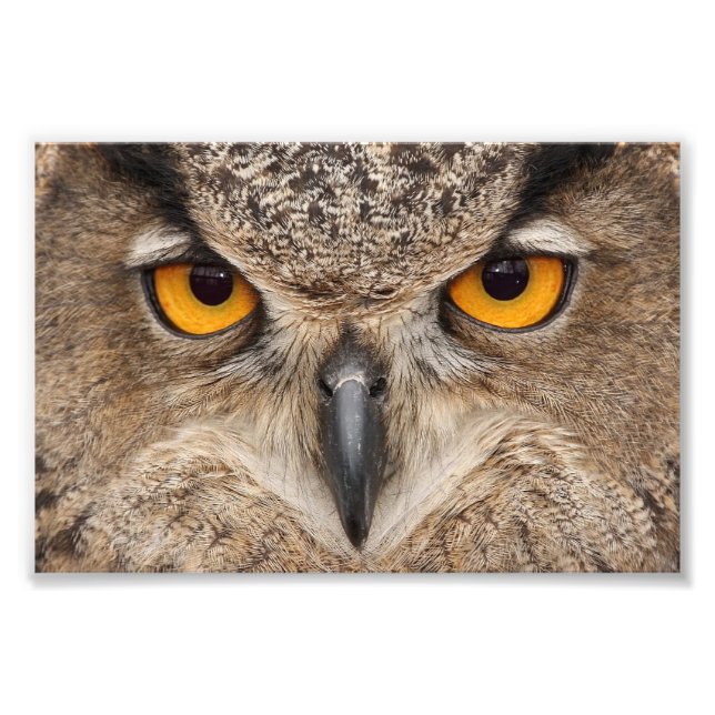 Owl eyes photo print (Front)
