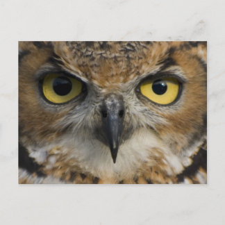 Owl Eyes Postcard