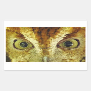Owl Eyes Screech Owl Sticker