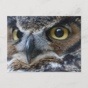 Owl Eyes Wildlife Postcard