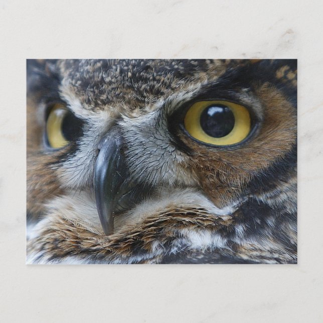 Owl Eyes Wildlife Postcard (Front)