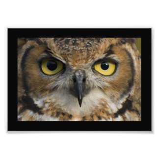 Owl Eyes with black border Photo Print