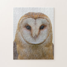Owl Face Bird Wildlife