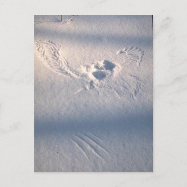 Owl feather imprint in the snow postcard (Front)