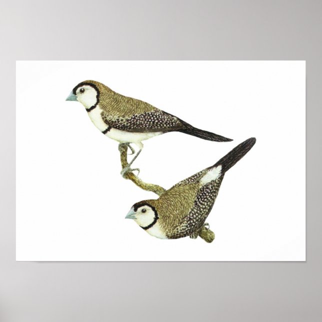 Owl Finch (both forms) - Taeniopygia bichenovii Poster (Front)