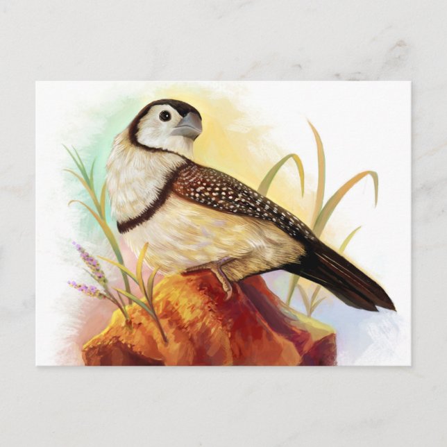 Owl finches realistic painting postcard (Front)