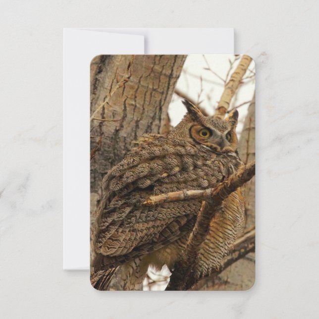 Owl Flat Notecard (Front)
