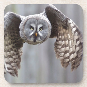 owl flying animal feathers bird park forest birds coaster