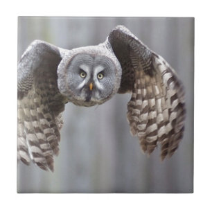 owl flying animal feathers bird park forest birds tile