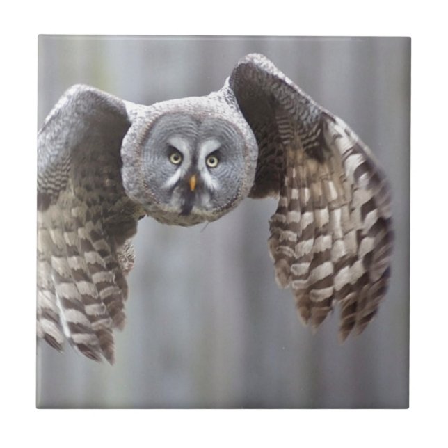 owl flying animal feathers bird park forest birds tile (Front)