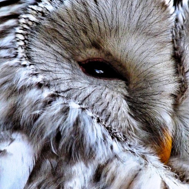 OWL GOLF TOWEL (A beautiful owl just keeping an eye on things. )