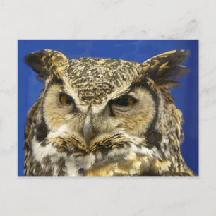 OWL - Great Horned Owl Face Photo Postcard
