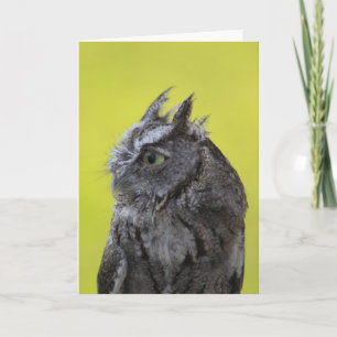 Owl Greeting card