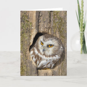 Owl Greeting Card