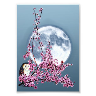 Owl in Plum Tree Photo Print