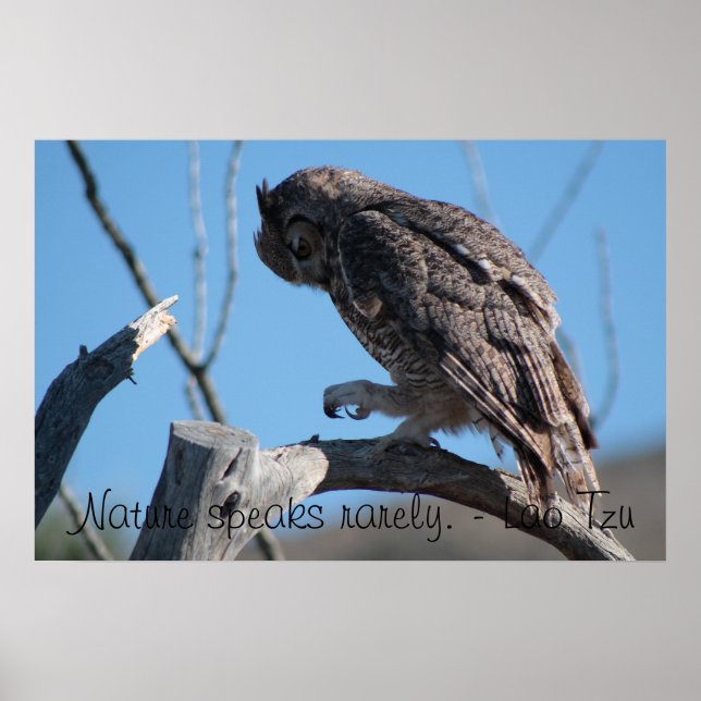 Owl in the Arizona Desert Poster (Front)