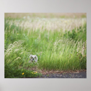 Owl In The Grass Poster