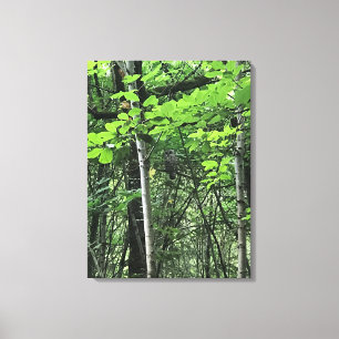 Owl in the Trees, Oregon Canvas Print