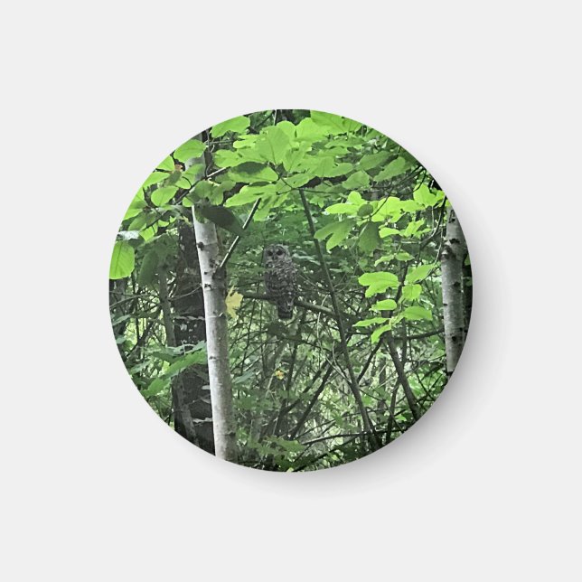 Owl in the Trees, Oregon Magnet (Front)