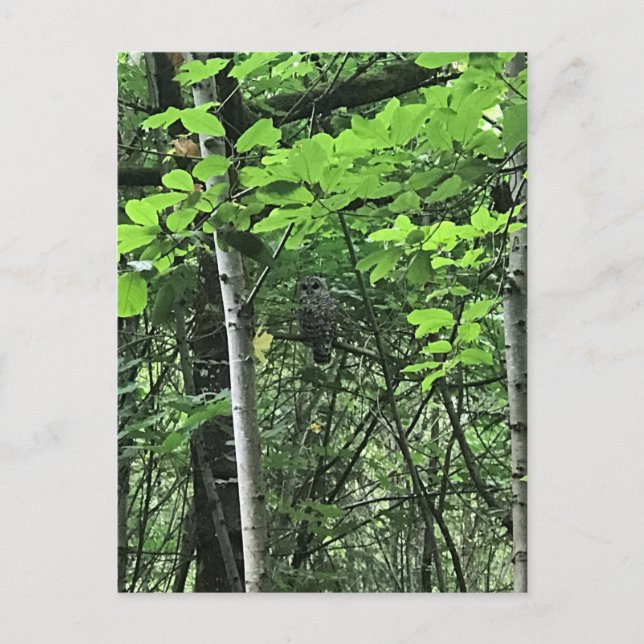 Owl in the Trees, Oregon Postcard (Front)