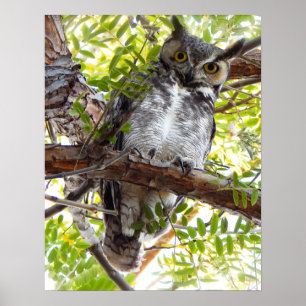 Owl Looking Down From Branch Poster