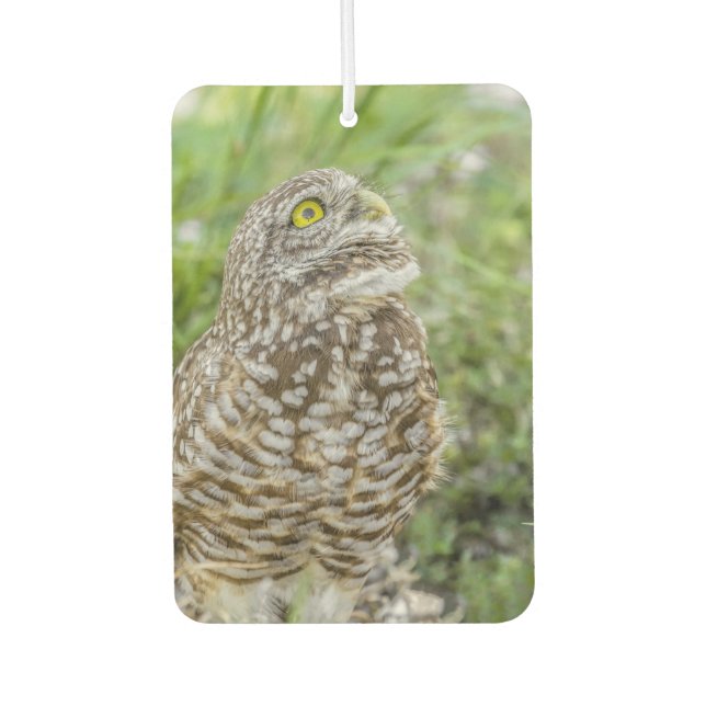 Owl Looking Up Air Freshener (Front)