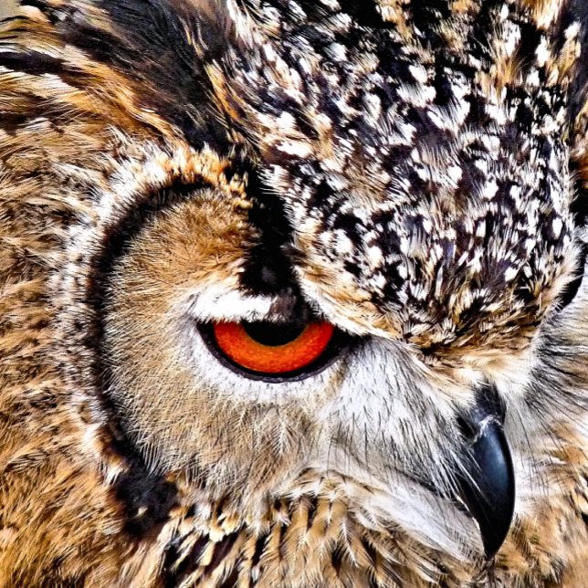 OWL LUGGAGE TAG (A photographic design of a beautiful eagle-owl.)