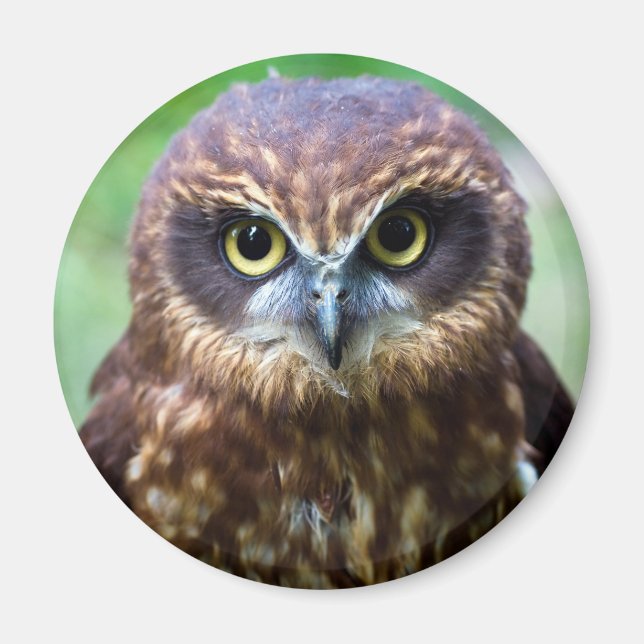 Owl Magnet (Front)