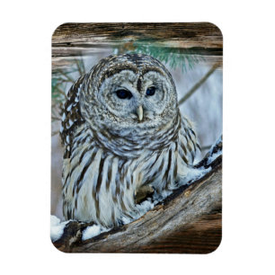 Owl Magnet