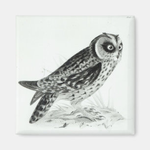 Owl Magnet