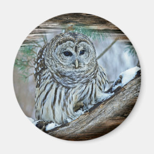Owl Magnet