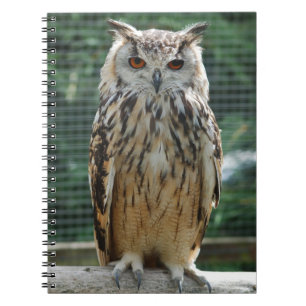 Owl Notebook