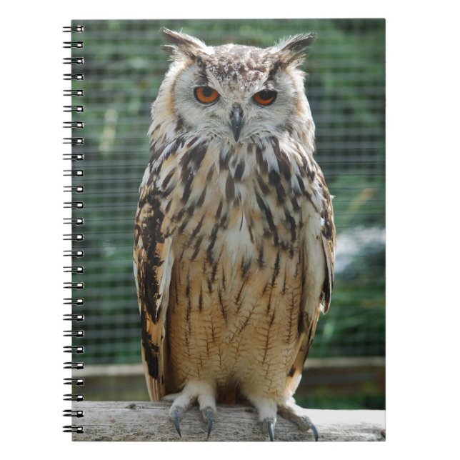 Owl Notebook (Front)