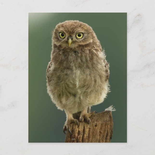 Owl On A Stump Postcard (Front)