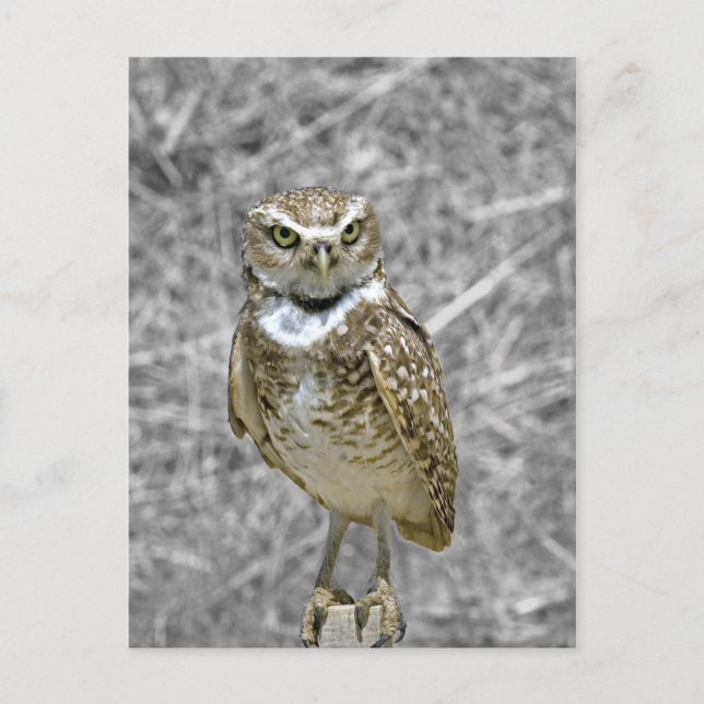 Owl on Post Postcard (Front)