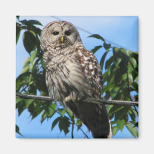 Owl On Wire Magnet