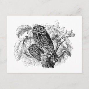 Owl Owls Tree Vintage Wood Engraving Postcard