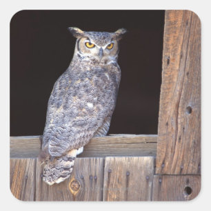 Owl perched in a window square sticker