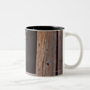 Owl perched in a window Two-Tone coffee mug