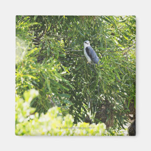 Owl perching on a tree magnet