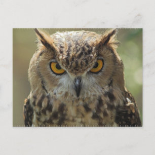 Owl Photo Postcard
