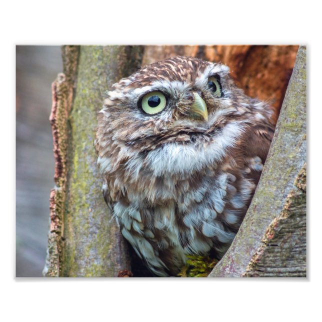 owl photograph (Front)