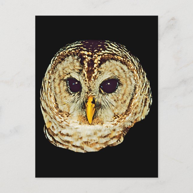 Owl Picture Postcard (Front)