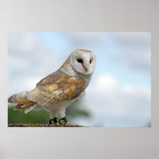owl picture poster