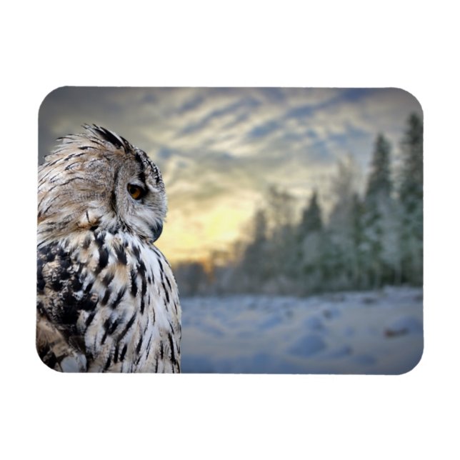 Owl portrait on winter forest background magnet (Horizontal)