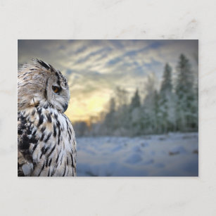 Owl portrait on winter forest background postcard